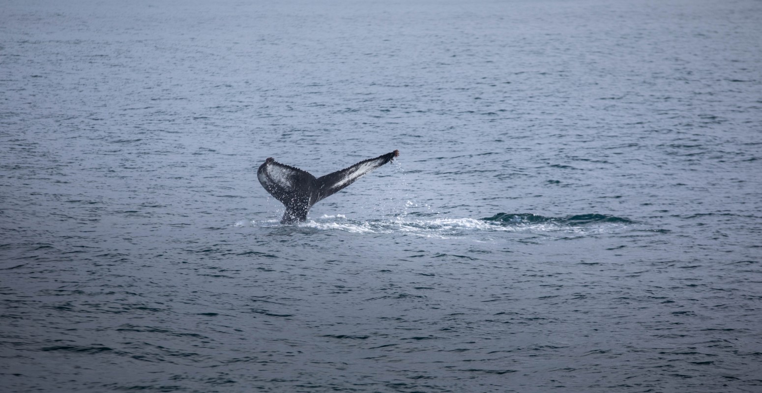 Observación de ballenas y delfines